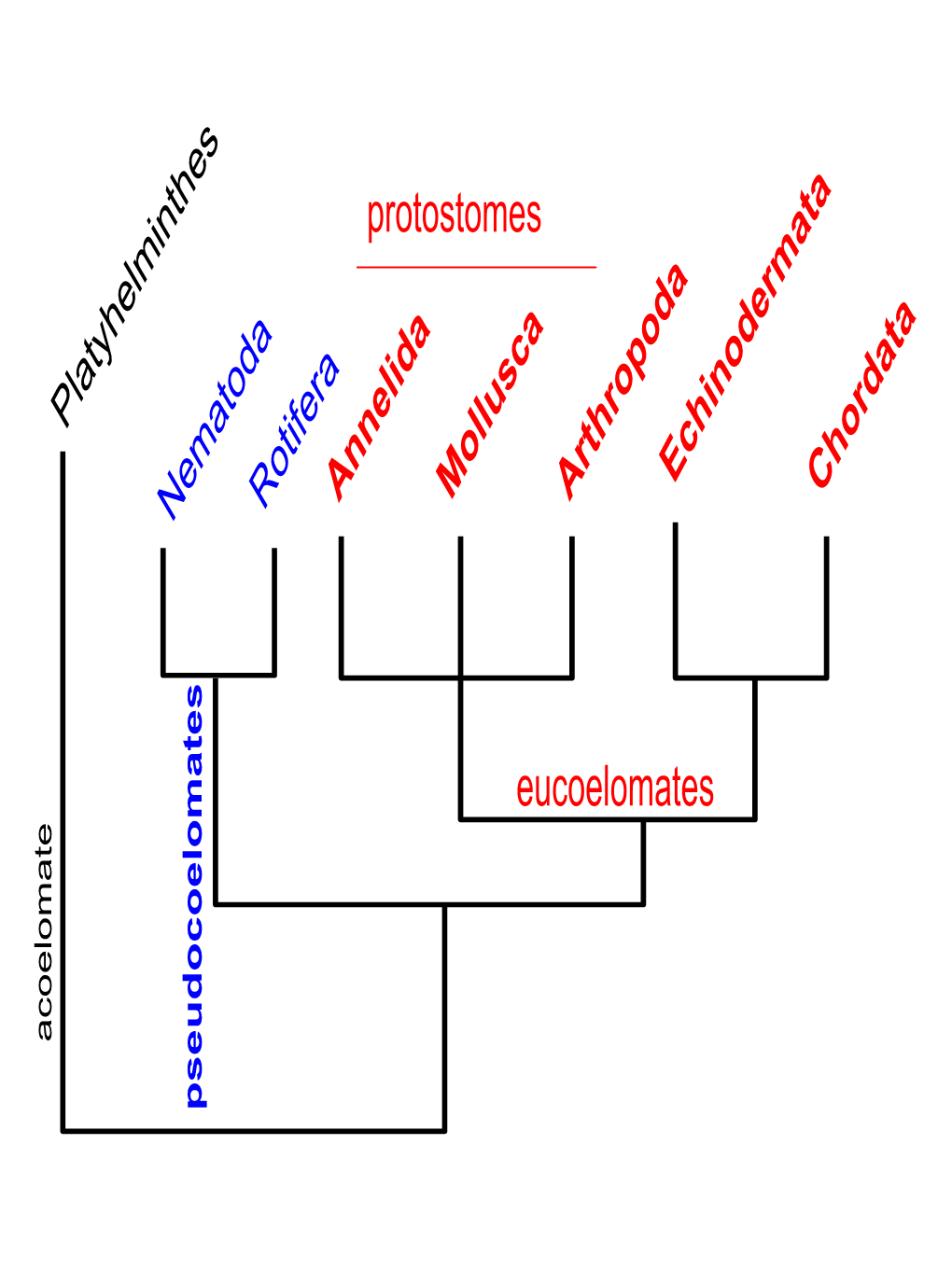 Phylum Mollusca