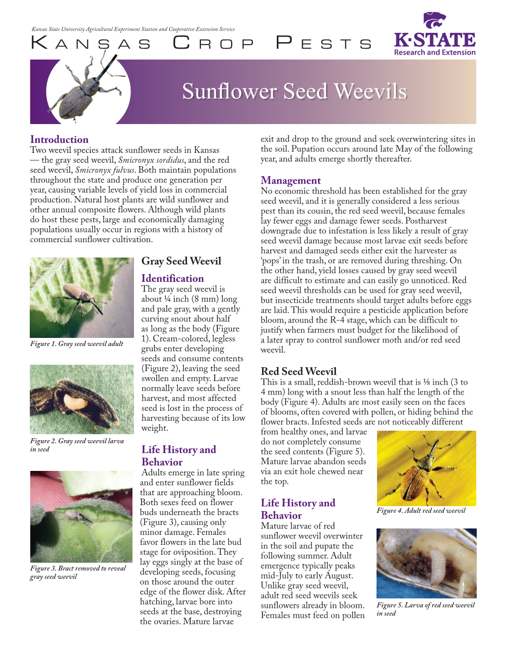 MF3129 Sunflower Seed Weevils: Kansas Crop Pests