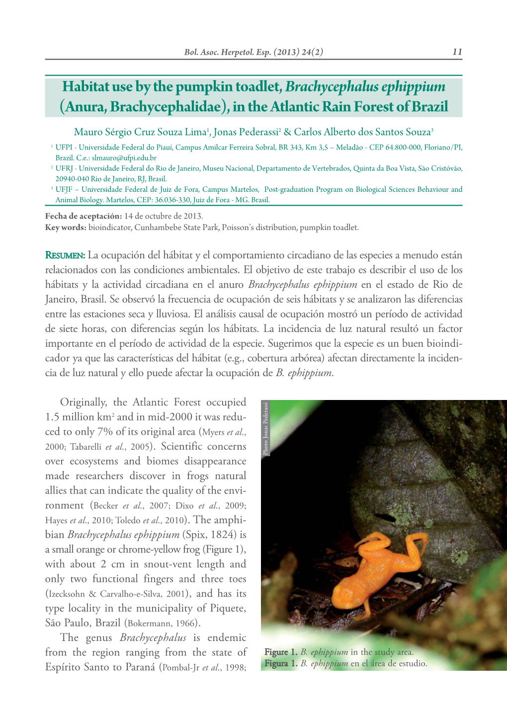 Habitat Use by the Pumpkin Toadlet, Brachycephalus Ephippium (Anura, Brachycephalidae), in the Atlantic Rain Forest of Brazil