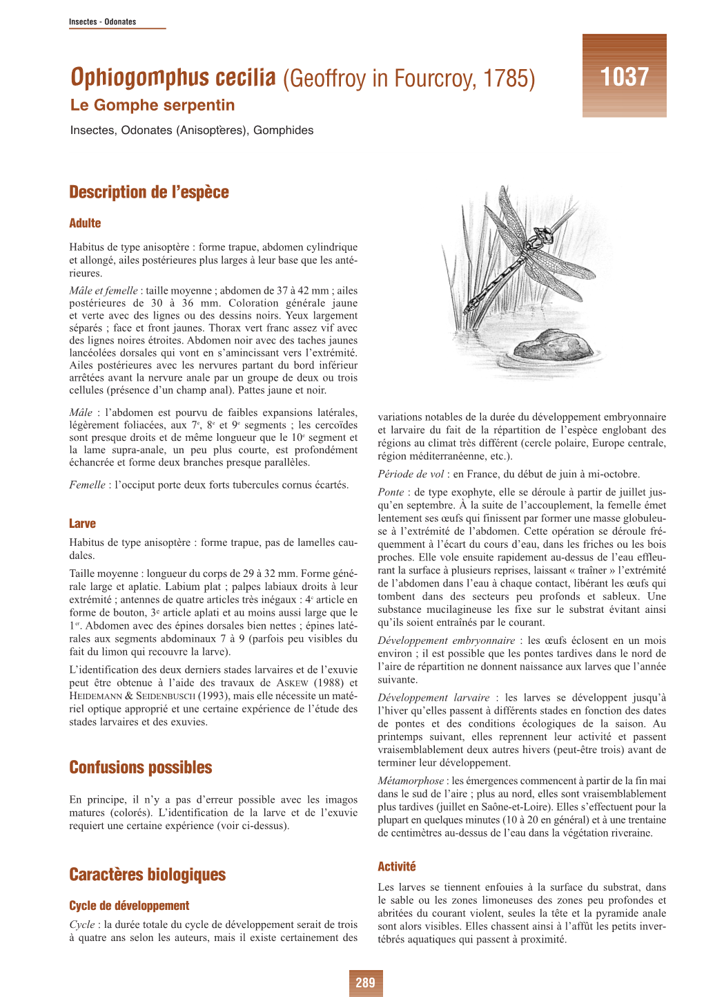 Ophiogomphus Cecilia (Geoffroy in Fourcroy, 1785) 1037 Le Gomphe Serpentin Insectes, Odonates (Anisoptères), Gomphides