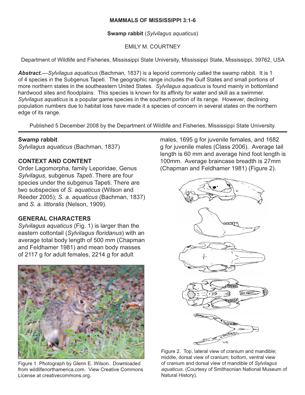 Swamp Rabbit Sylvilagus Aquaticus