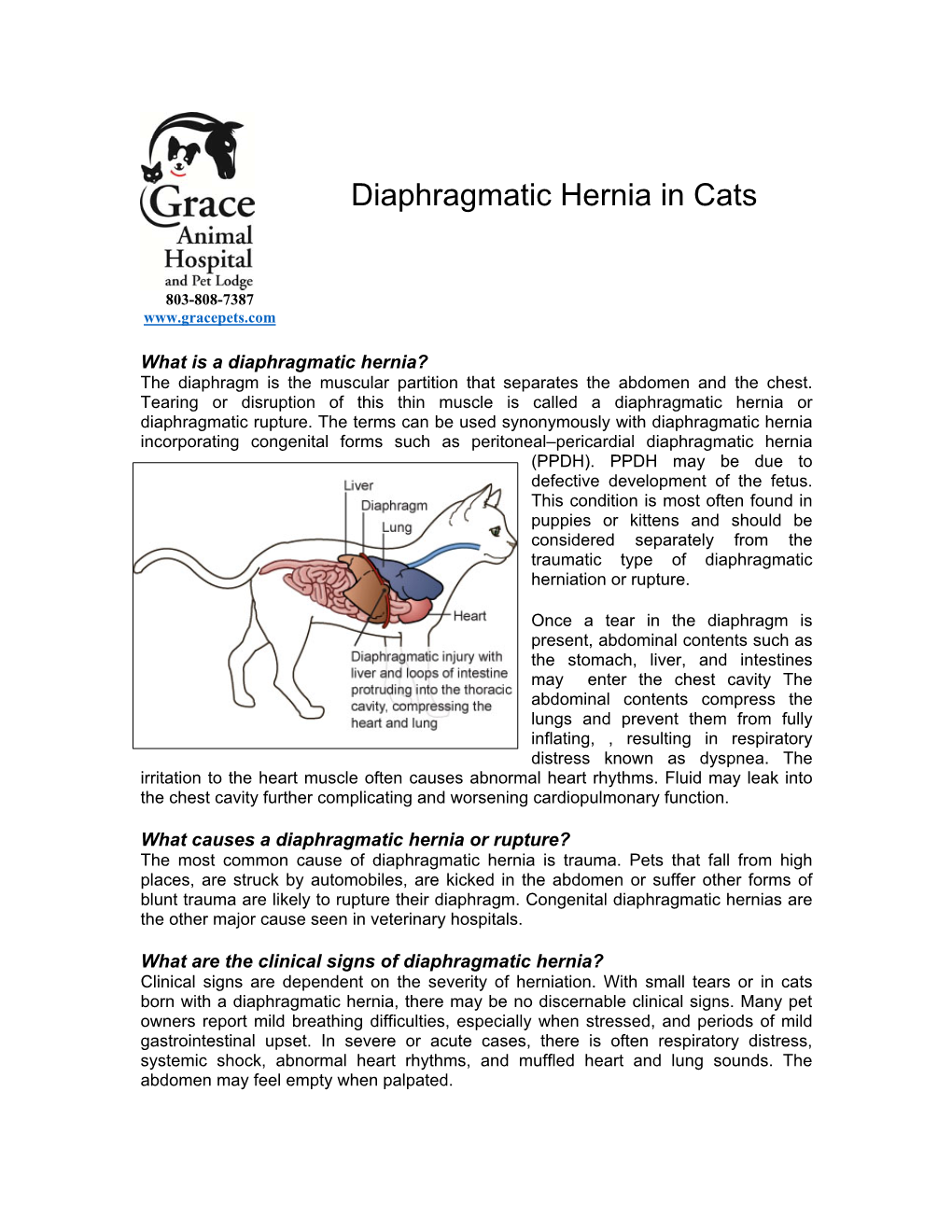 Diaphragmatic Hernia in Cats