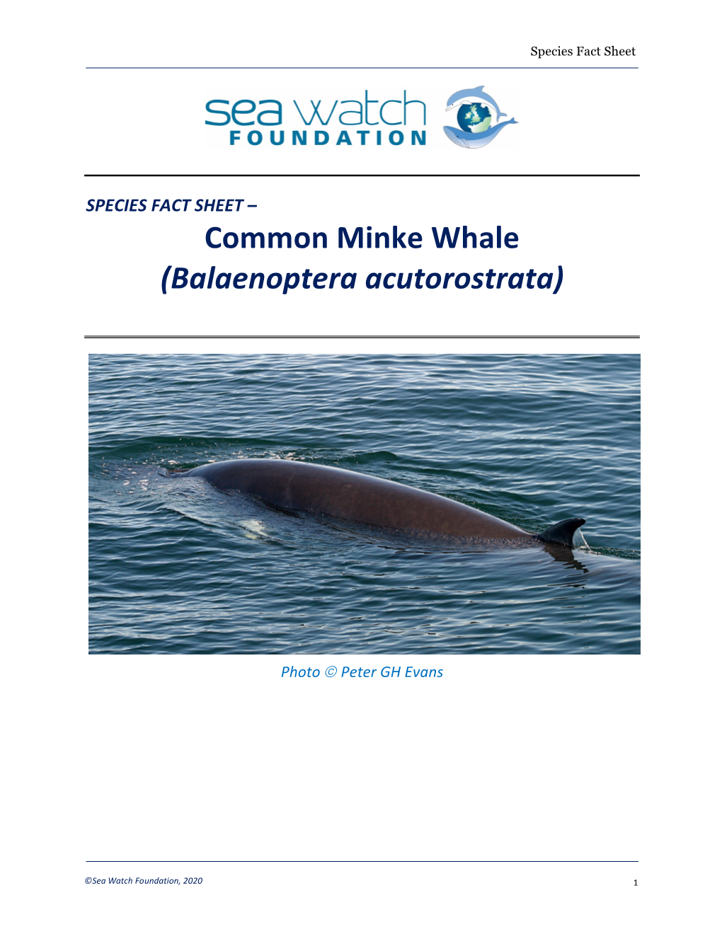 Common Minke Whale (Balaenoptera Acutorostrata)