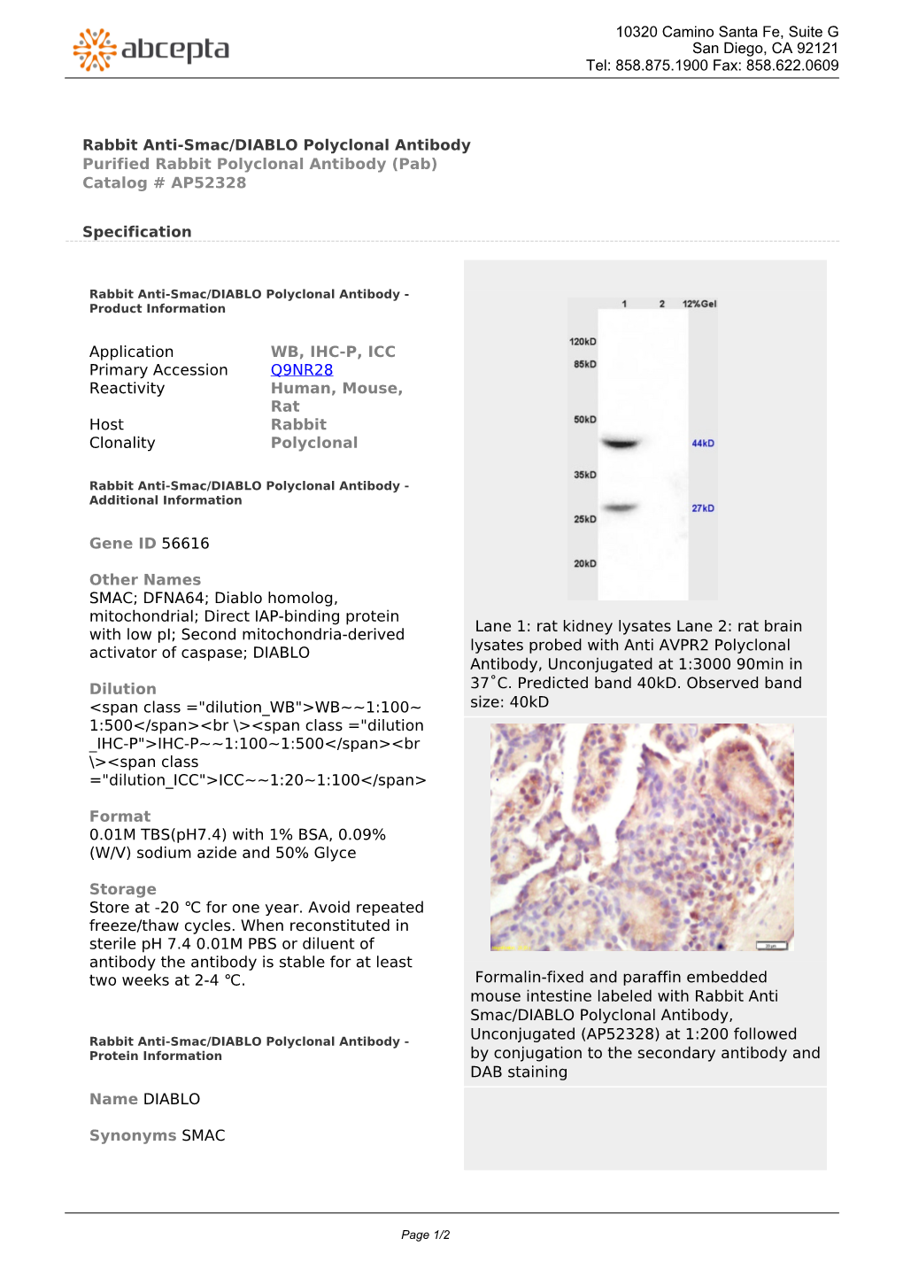 Rabbit Anti-Smac/DIABLO Polyclonal Antibody Purified Rabbit Polyclonal Antibody (Pab) Catalog # AP52328