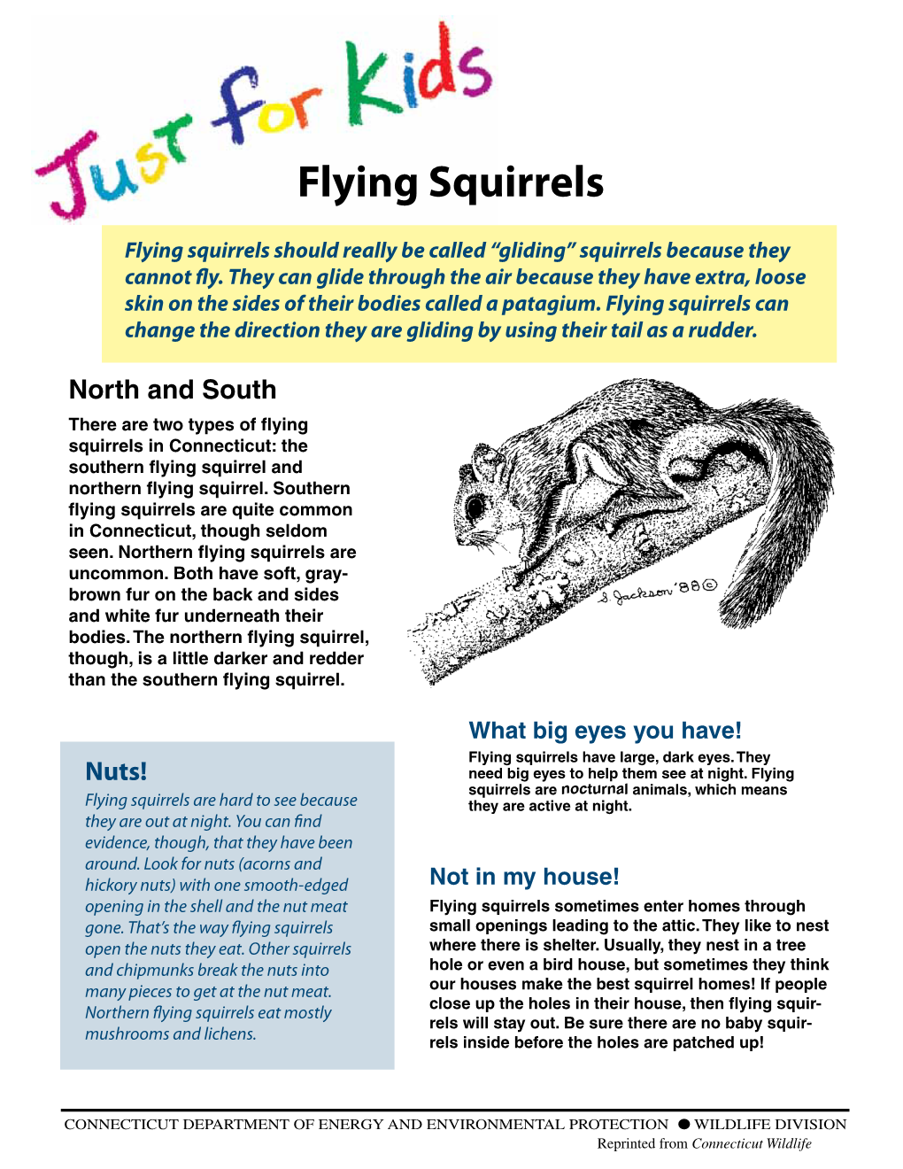 Flying Squirrels