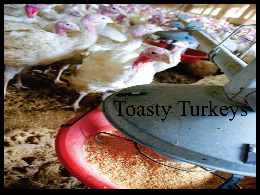 Toasty Turkeys Solar Ventilation Make-Up Air for MN Turkey Industry