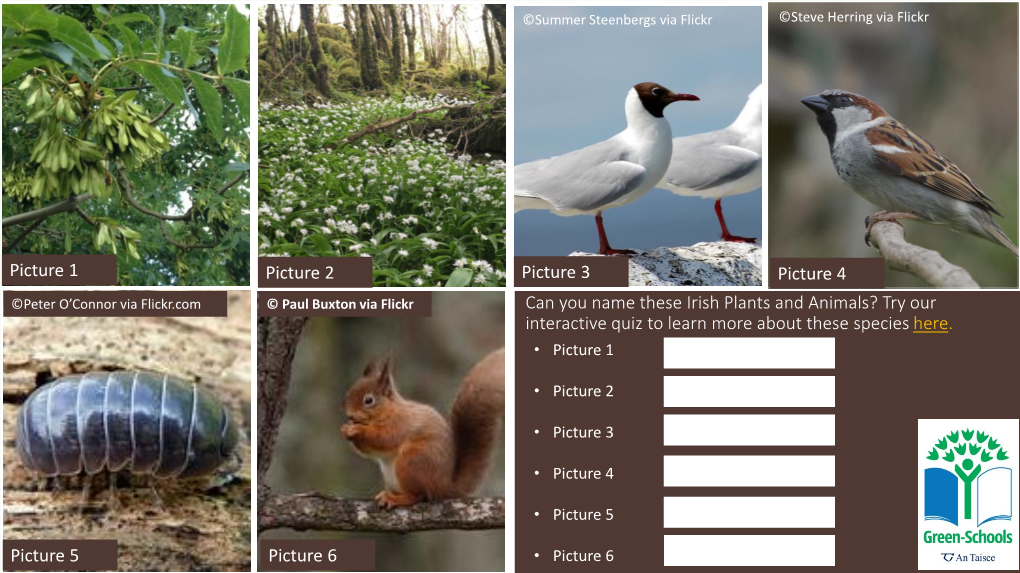 Can You Name These Irish Plants and Animals? Try Our Interactive Quiz to Learn More About These Species Here