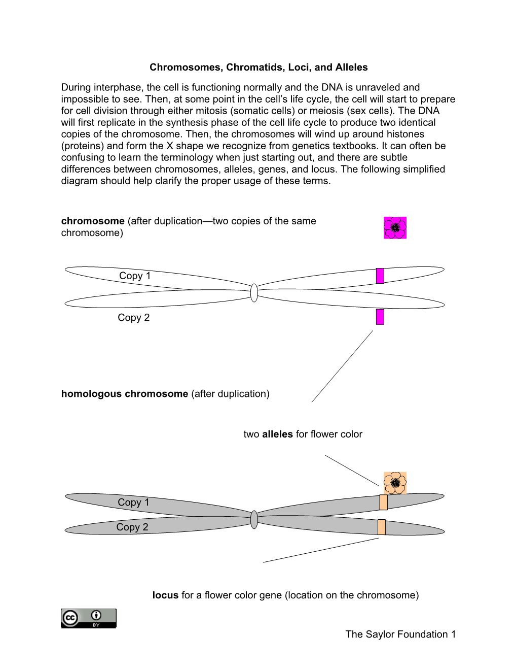 Chromosomes, Chromatids, Loci, and Alleles During Interphase, the Cell Is Functioning Normally and the DNA Is Unraveled and Impossible to See