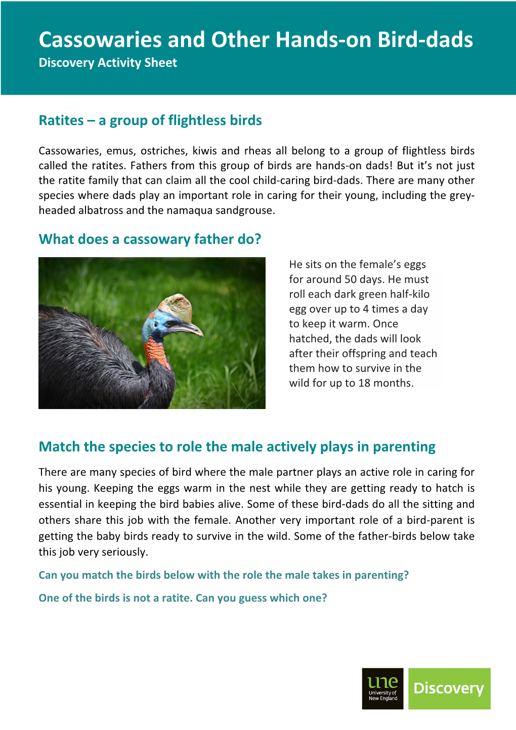 Cassowaries and Other Cool Bird-Dads