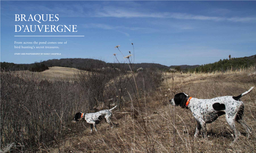 Braques D'auvergne