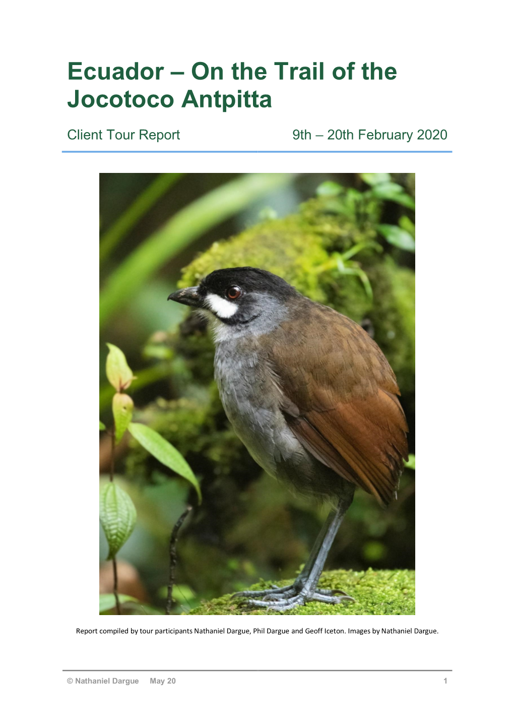 Ecuador – on the Trail of the Jocotoco Antpitta