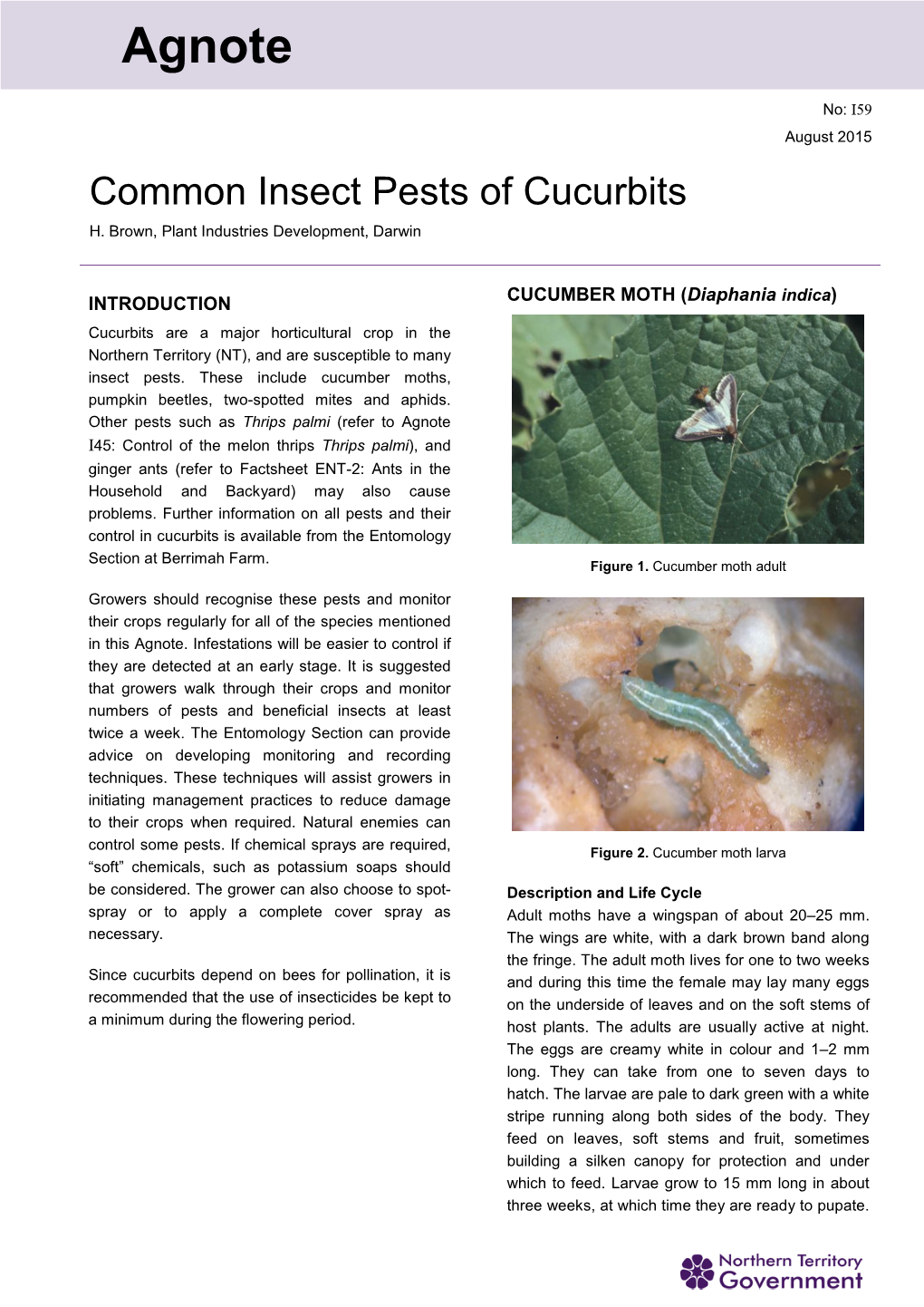 Common Insect Pests of Cucurbits H