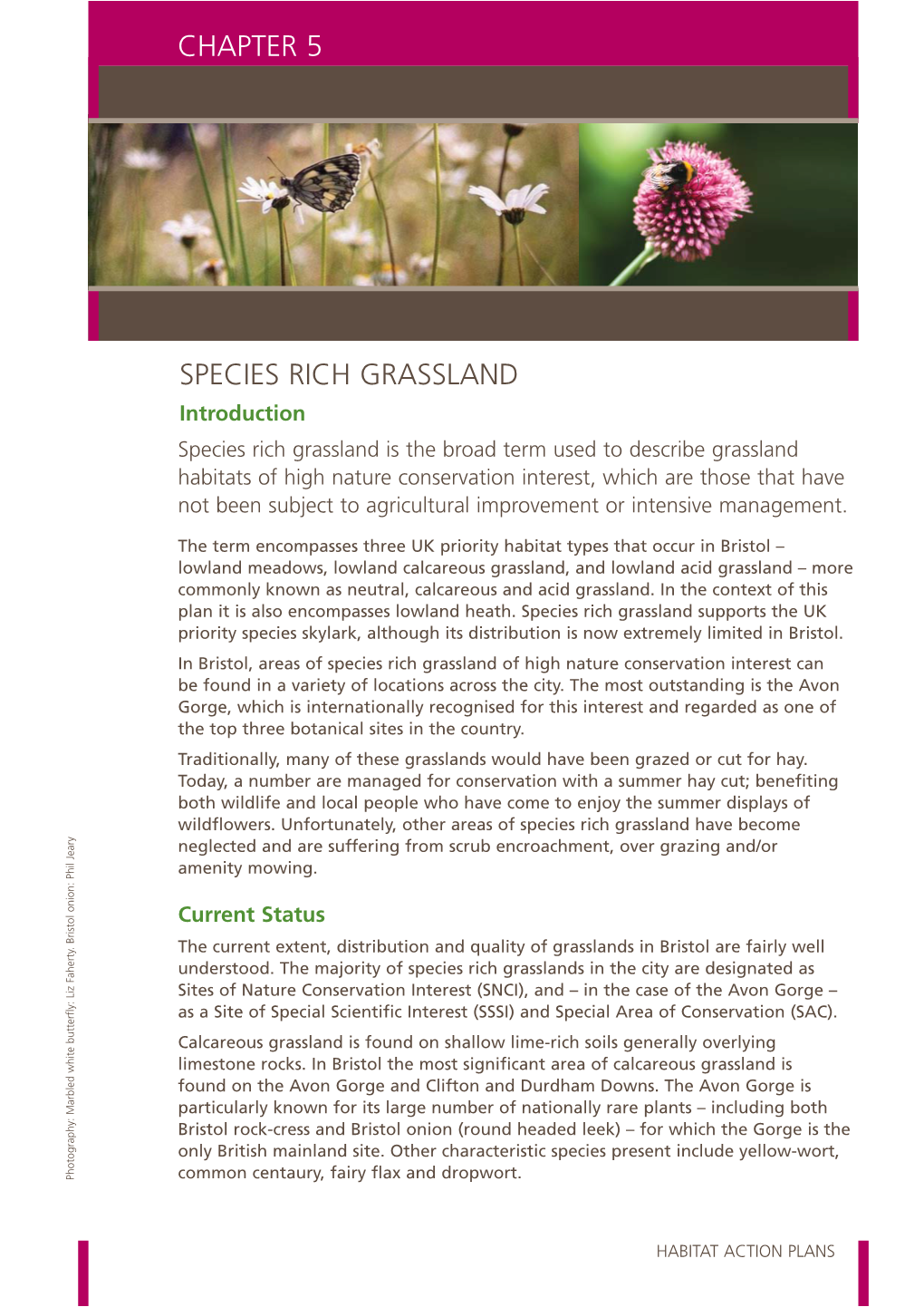 Species Rich Grassland