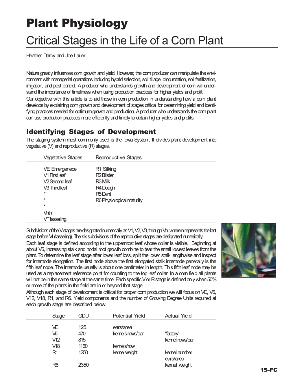 Plant Physiology Critical Stages in the Life of a Corn Plant