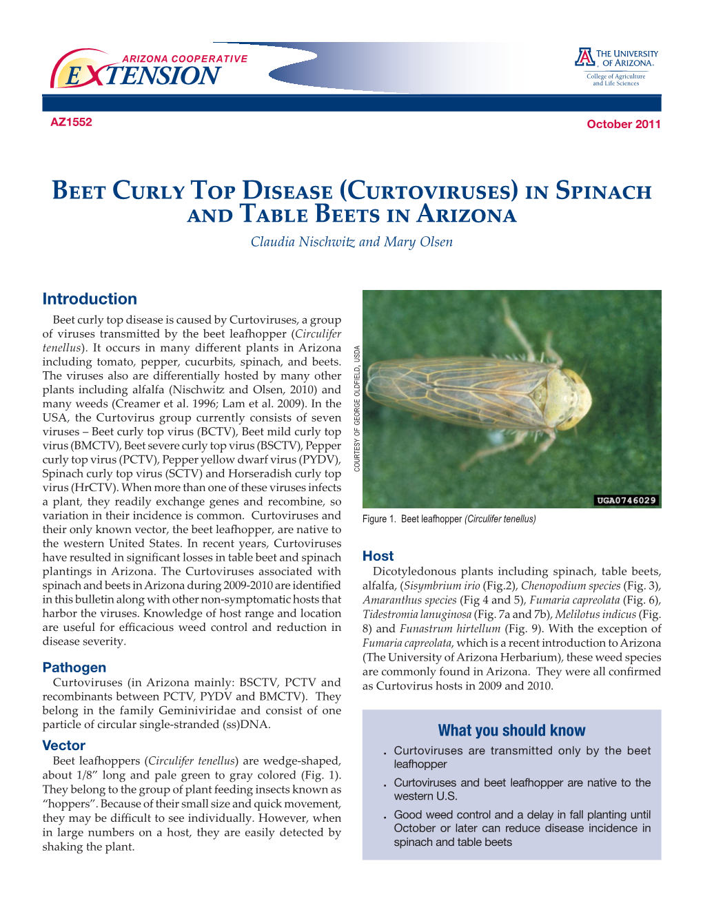 Beet Curly Top Disease (Curtoviruses) in Spinach and Table Beets in Arizona Claudia Nischwitz and Mary Olsen