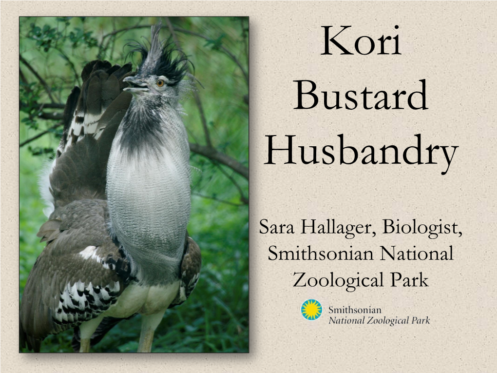 Kori Bustard Husbandry