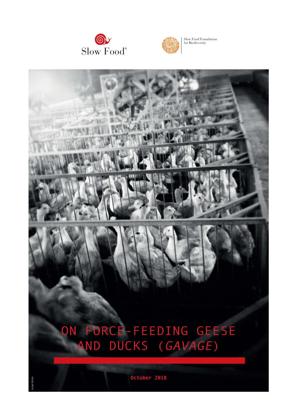 On Force-Feeding Geese and Ducks (Gavage)