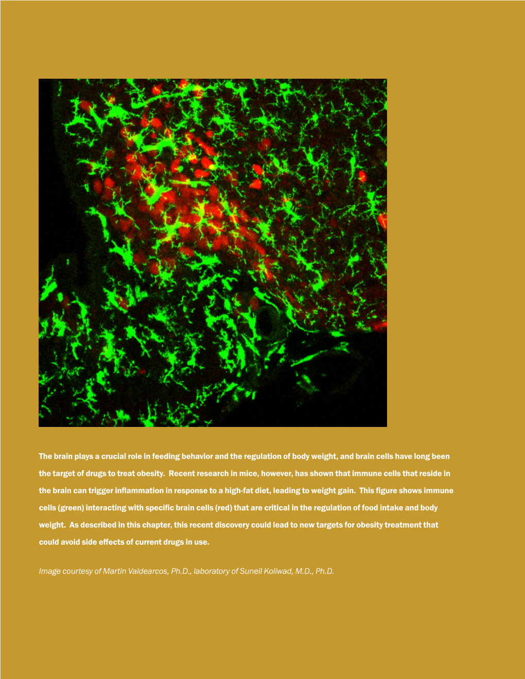 The Brain Plays a Crucial Role in Feeding Behavior and the Regulation of Body Weight, and Brain Cells Have Long Been the Target of Drugs to Treat Obesity