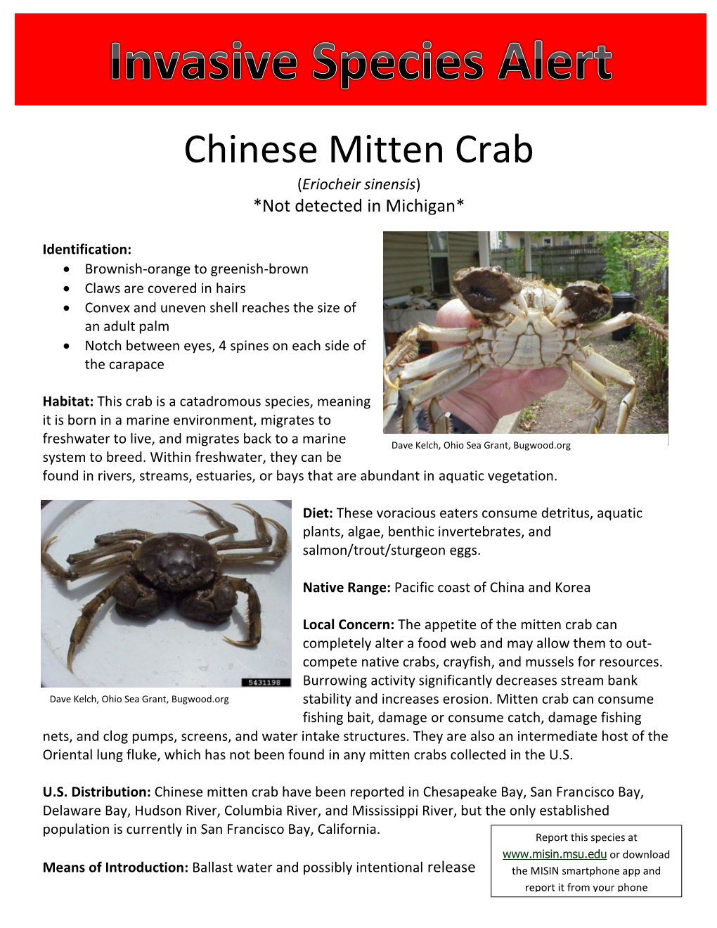 Chinese Mitten Crab (Eriocheir Sinensis) *Not Detected in Michigan*