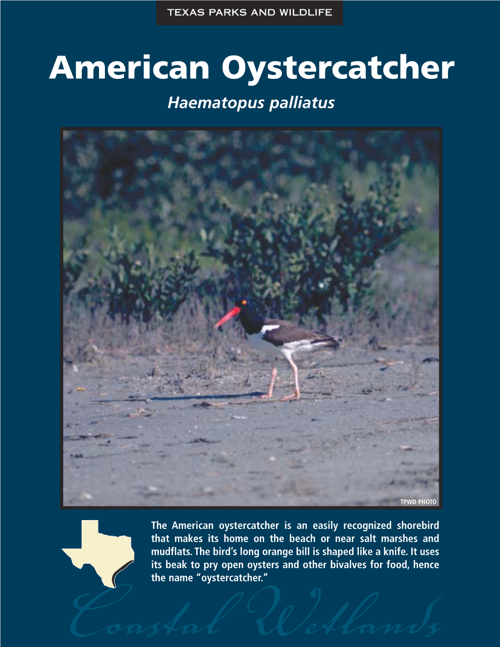 American Oystercatcher Haematopus Palliatus