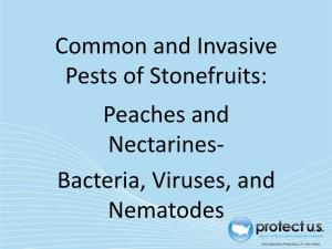 Peaches and Nectarines- Bacteria, Viruses, and Nematodes Tree in Leaf Background Tree in Bloom