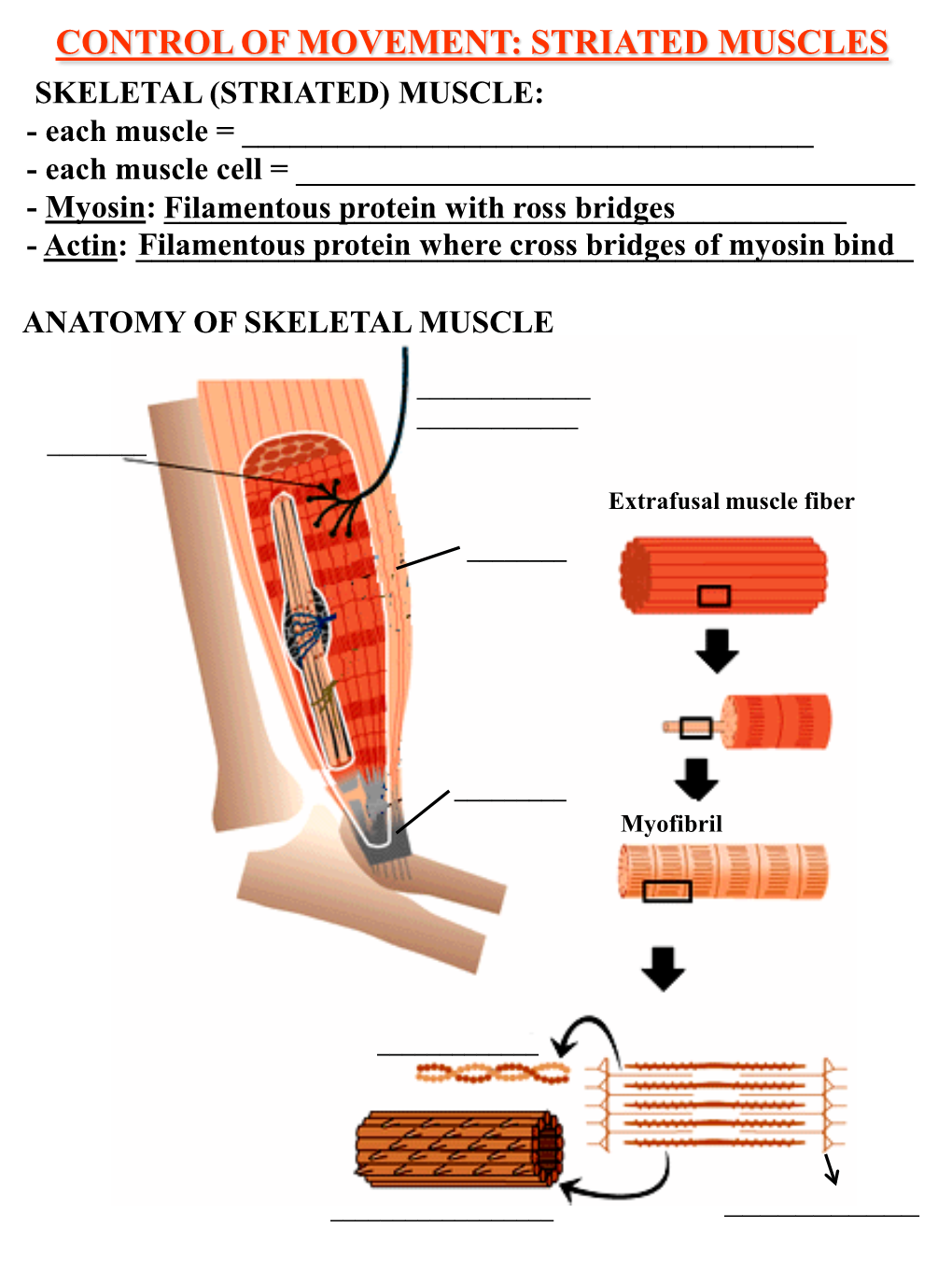 Striated Muscles