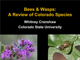 Bees & Wasps: a Review of Colorado Species