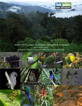 Field Guides Birding Tours Jewels of Ecuador