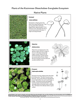 Plants of the Kissimmee-Okeechobee-Everglades Ecosystem Native Plants Rds a Dkduckweed