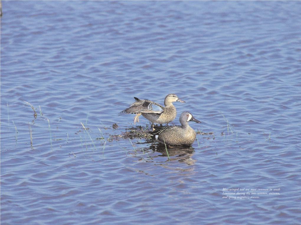 Blue-Winged Teal Are Most Common in South Louisiana During the Late-Summer, Autumn, and Spring Migratory Seasons