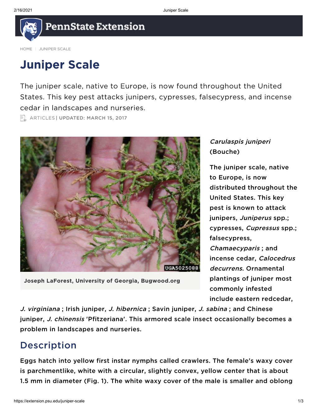 Juniper Scale