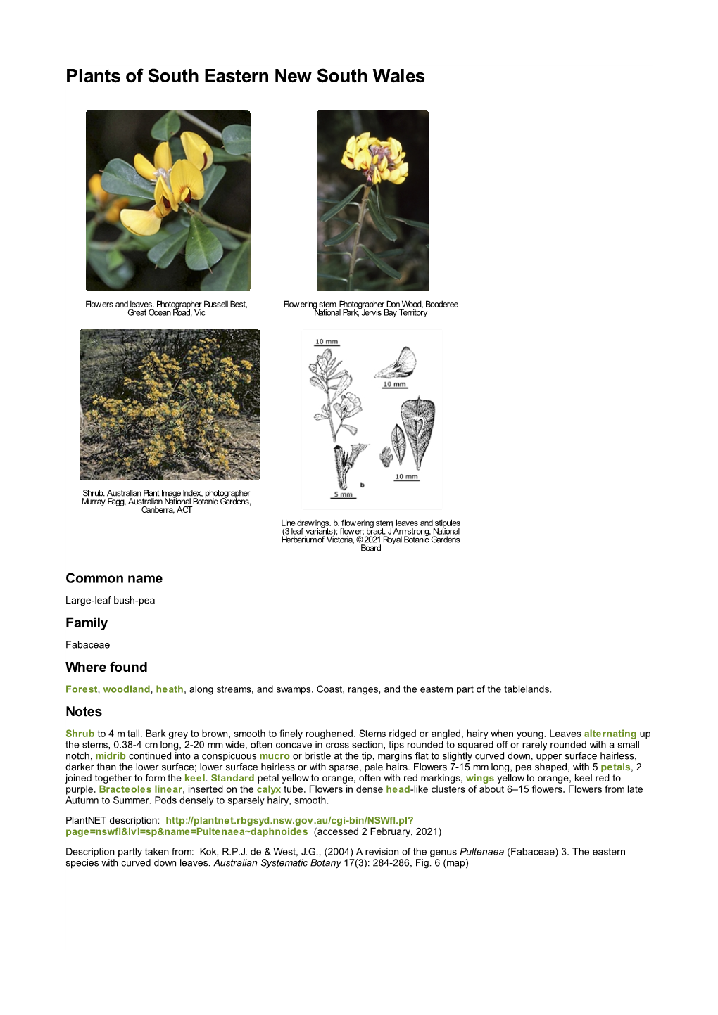 Pultenaea Daphnoides