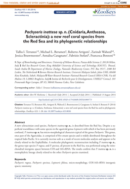 Pachyseris Inattesa Sp. N. (Cnidaria, Anthozoa, Scleractinia): a New Reef Coral Species from the Red Sea and Its Phylogenetic Relationships