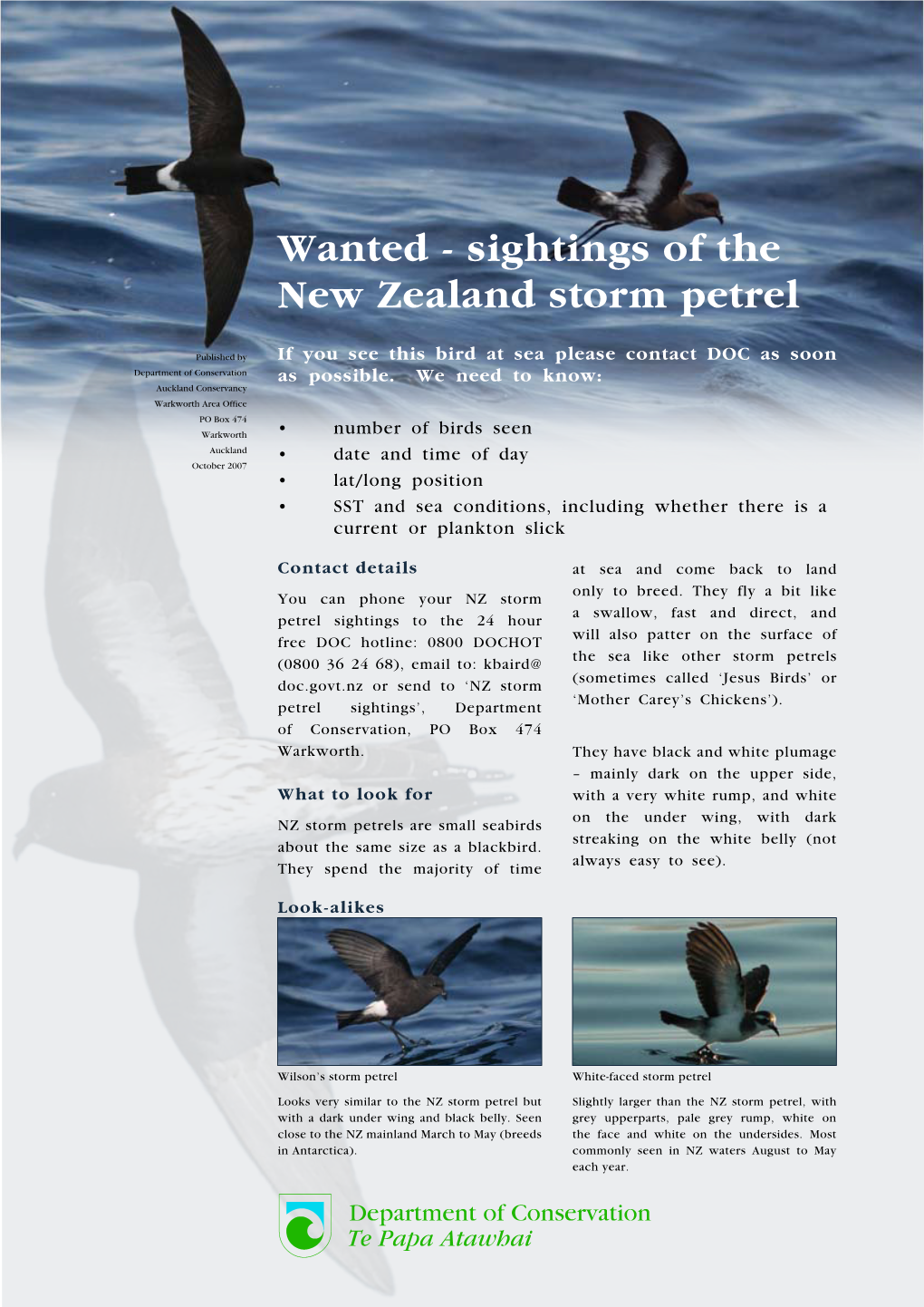 Sightings of the NZ Storm Petrel
