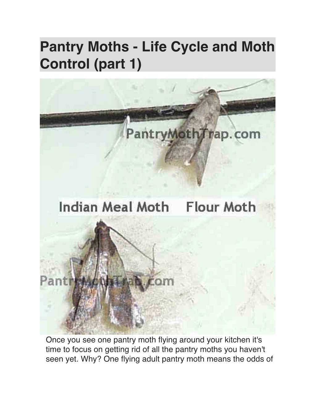 Pantry Moths - Life Cycle and Moth Control (Part 1)