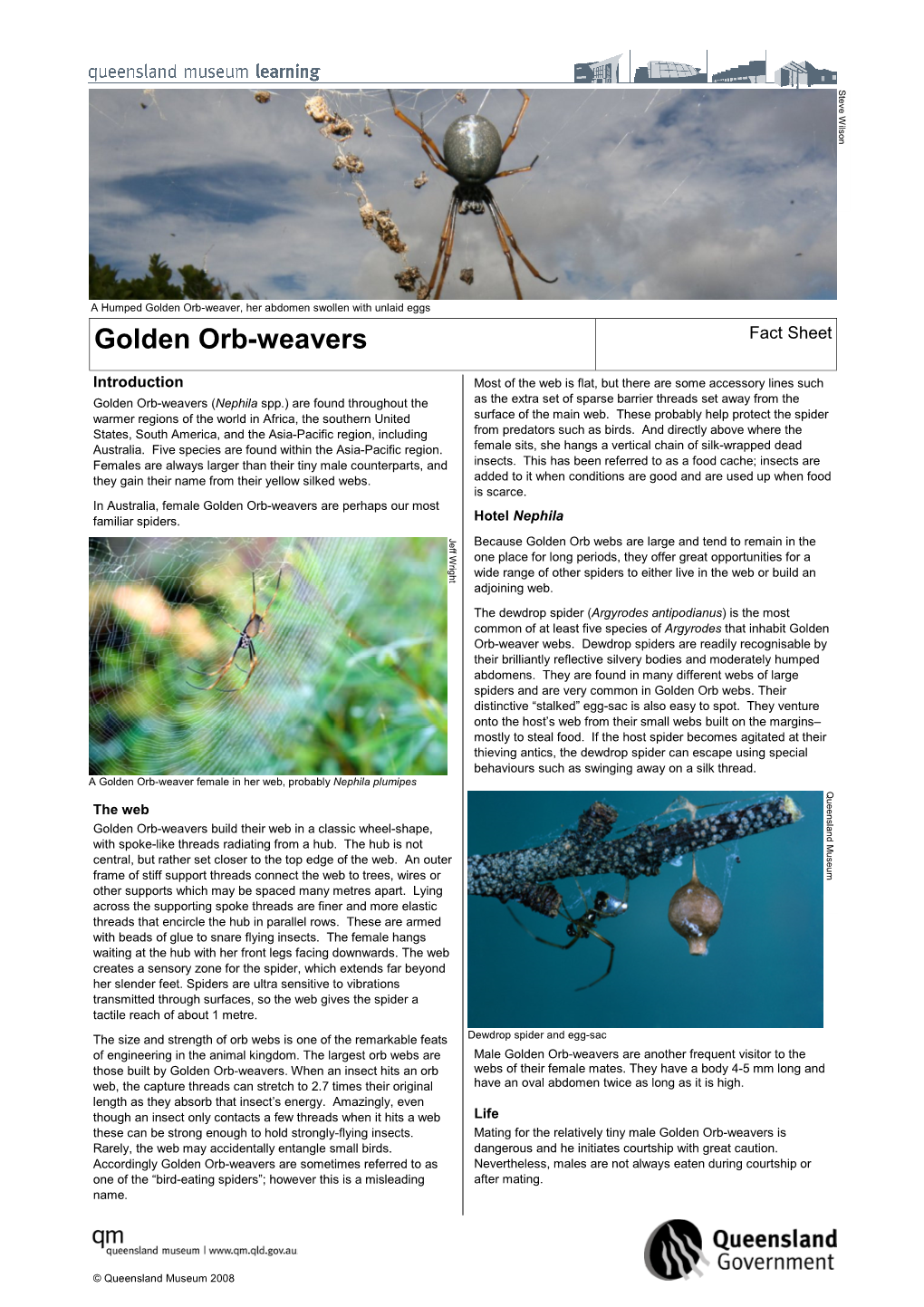 Golden Orb-Weavers Fact Sheet