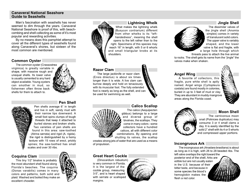 Pen Shell Pen Shells Average 6” in Length Calico Scallop and Live in Soft, Sandy Mud with the Calico (Aequipecten Their Narrow Tips Downward