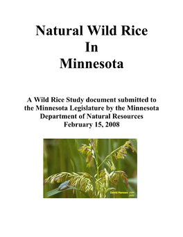Natural Wild Rice in Minnesota