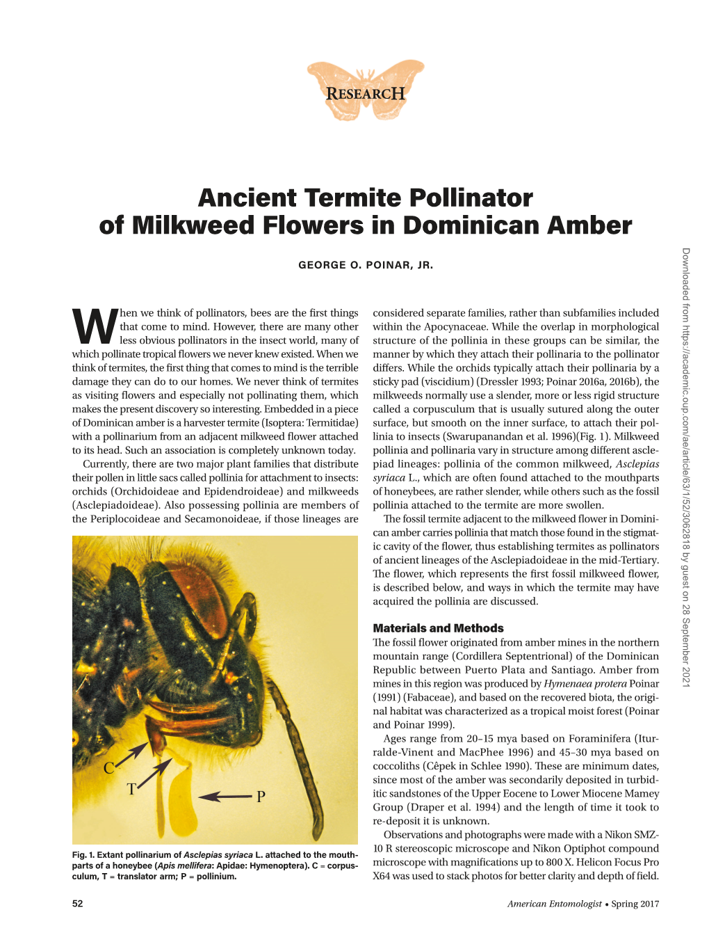 Ancient Termite Pollinator of Milkweed Flowers in Dominican Amber Downloaded from by Guest on 28 September 2021