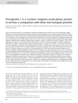 Negative Acute-Phase Protein in Rat Liver