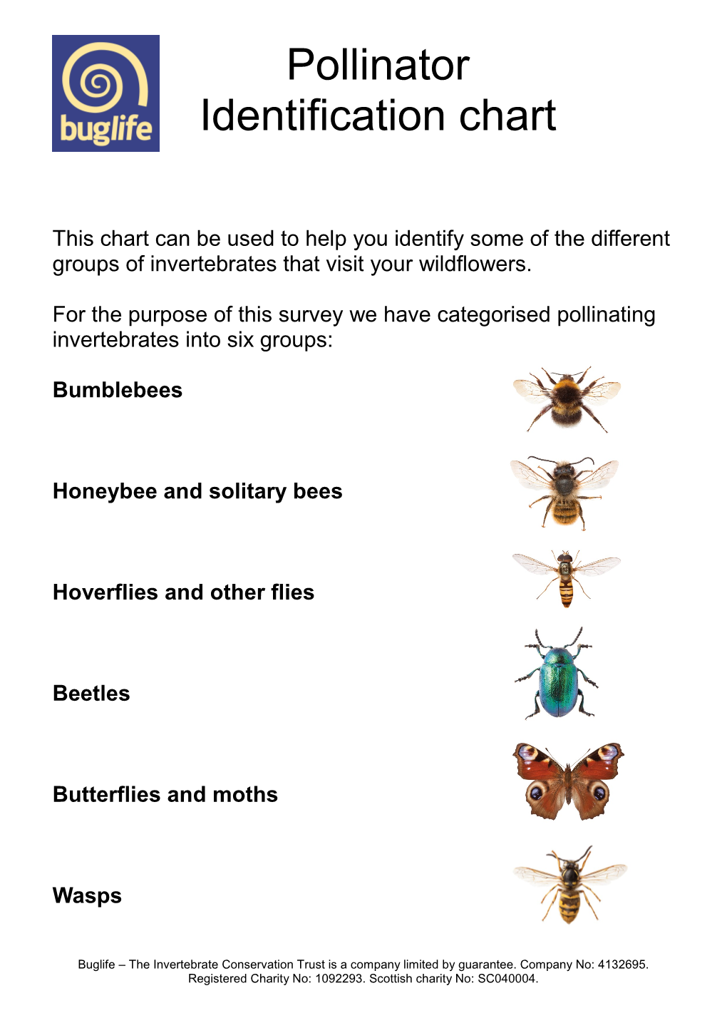 Pollinator Identification Chart