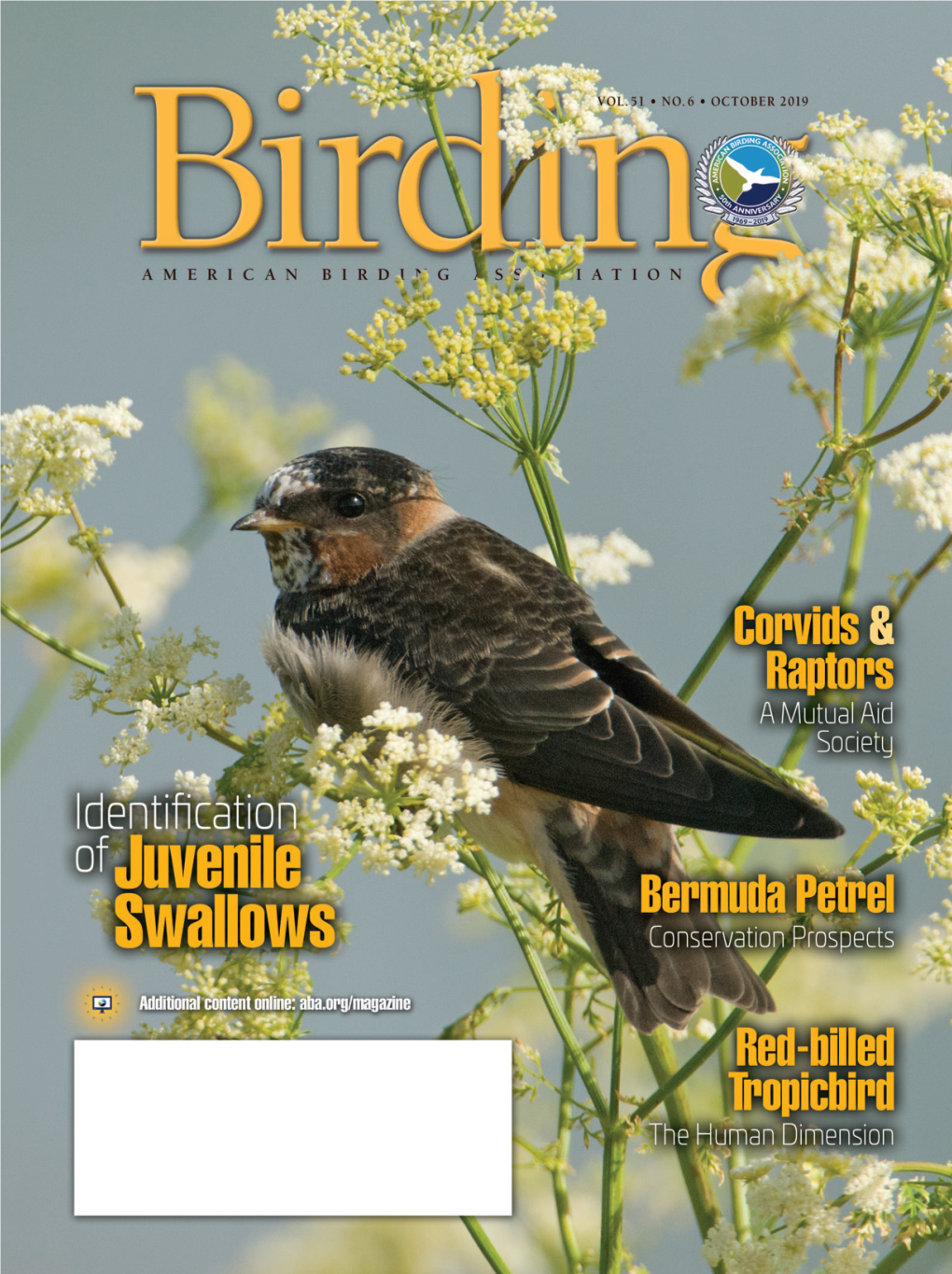 Birding-Oct2019-Juvenile-Swallows