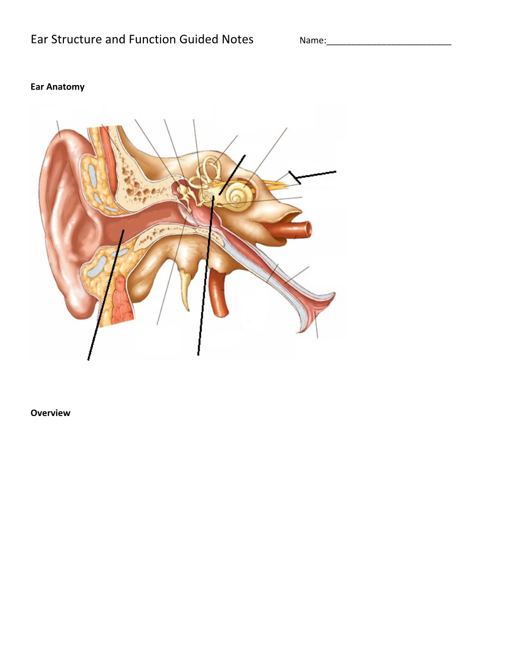 Ear Structure and Function Guided Notes Name:______