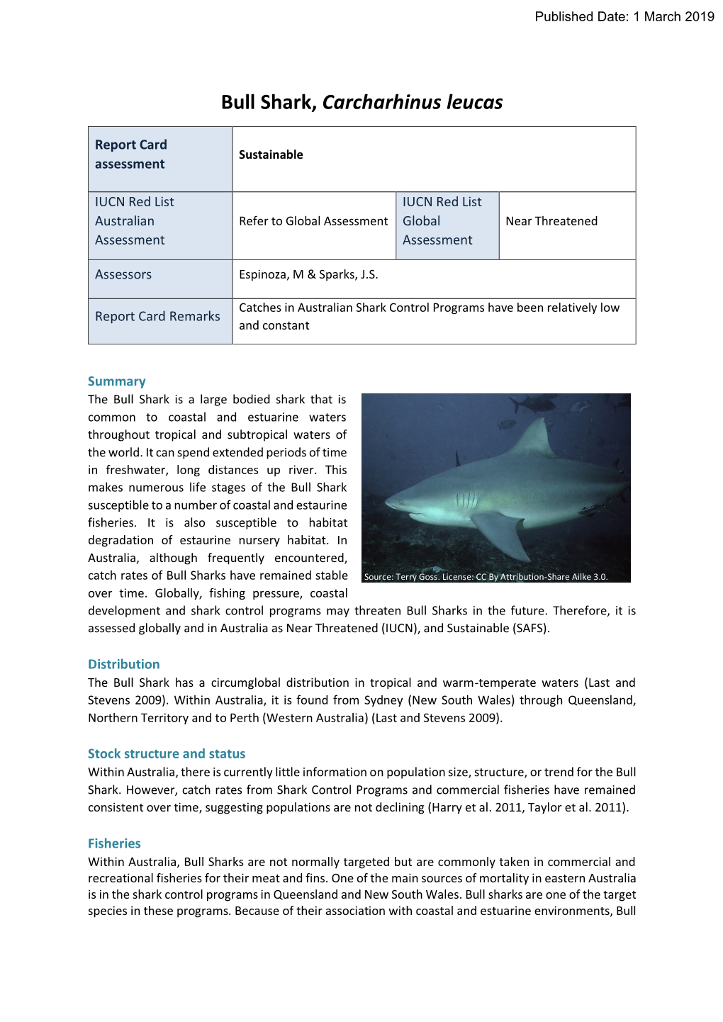 Bull Shark, Carcharhinus Leucas