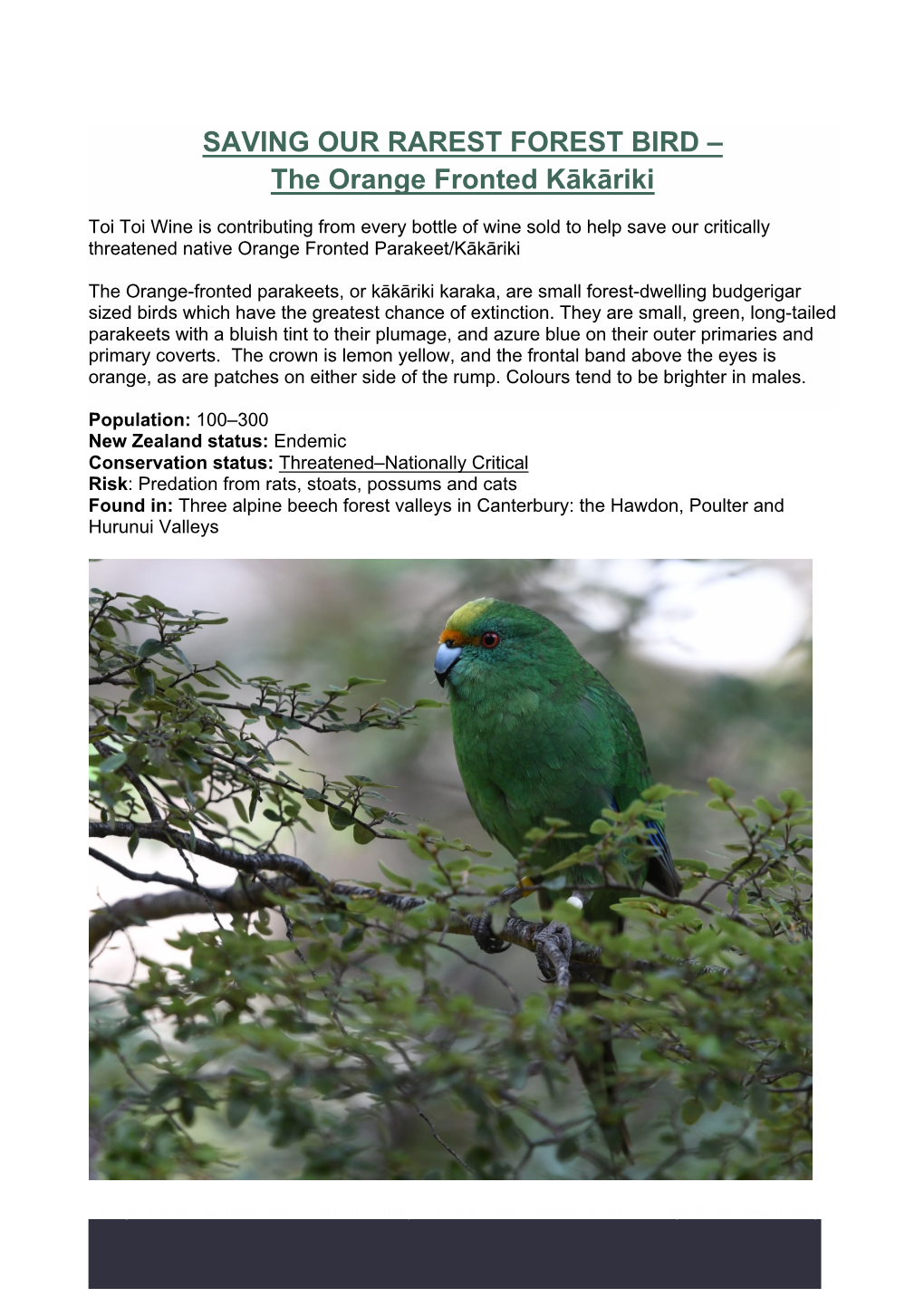 SAVING OUR RAREST FOREST BIRD – the Orange Fronted Kākāriki