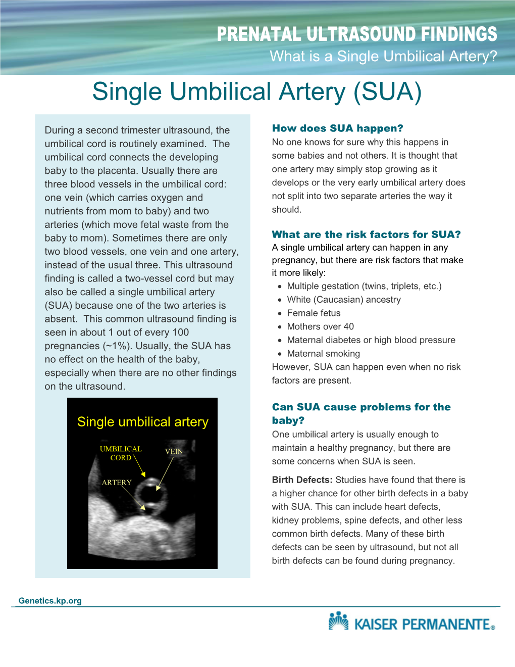 Single Umbilical Artery (SUA)