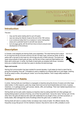 Herring-Gull-En.Pdf