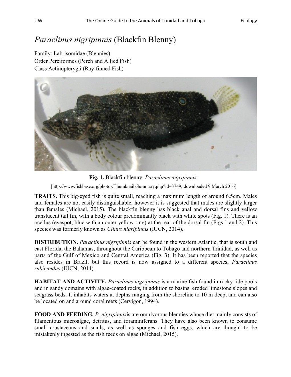 Paraclinus Nigripinnis (Blackfin Blenny)