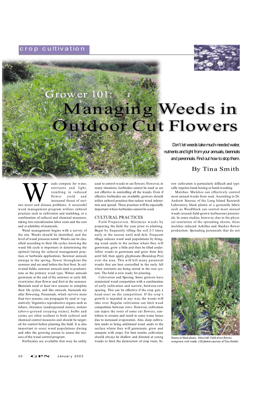 Managing Weeds in Outdoor Cut Flowers