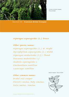 Asparagus Asparagoides (L.) Druce